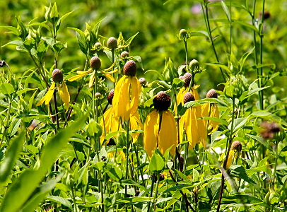 [More than a half dozen yellow-petaled flowers on thin green stems. The yellow petals hang downward from the center of the flower. The brown center is shaped like a cone with a rounded top.]